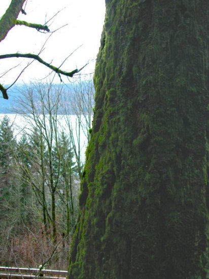 Mossy tree overlooking the Columbia River